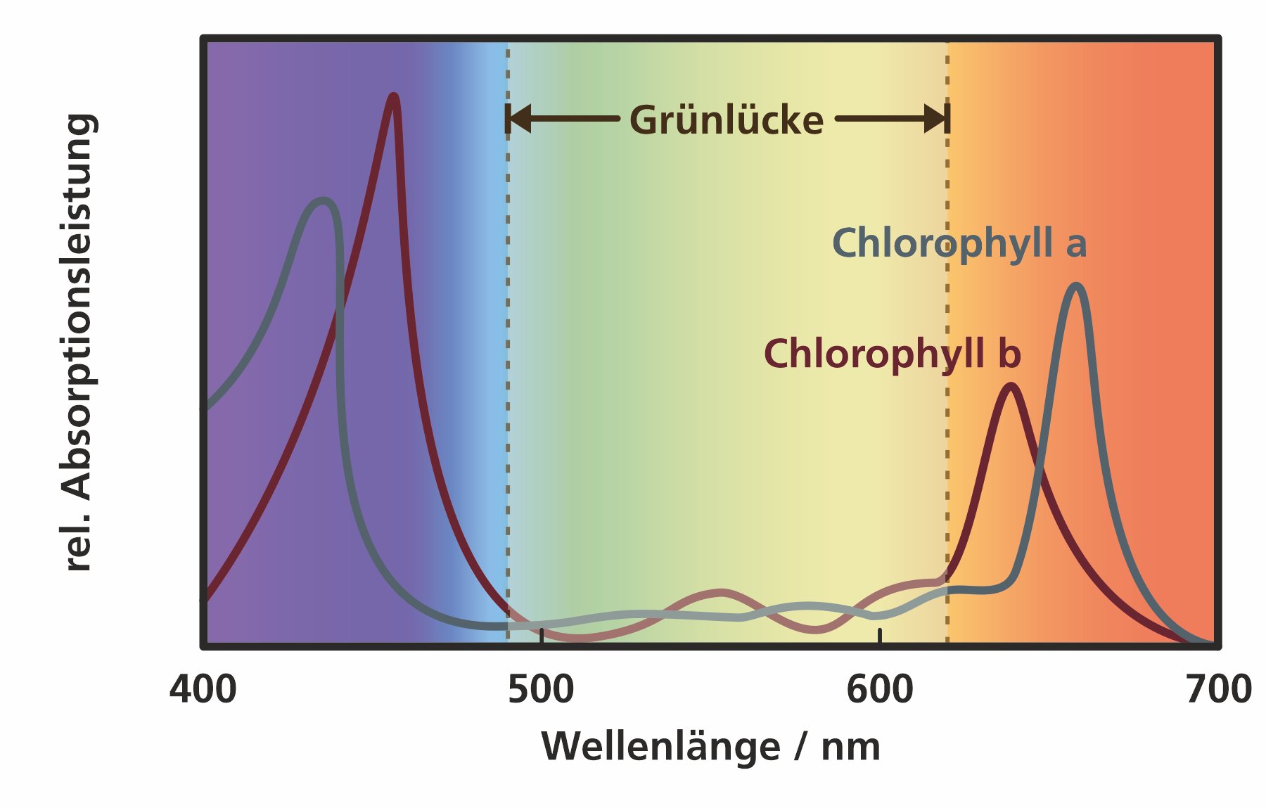 Grünlücke: Absorptionsspektrum von Chlorophyll