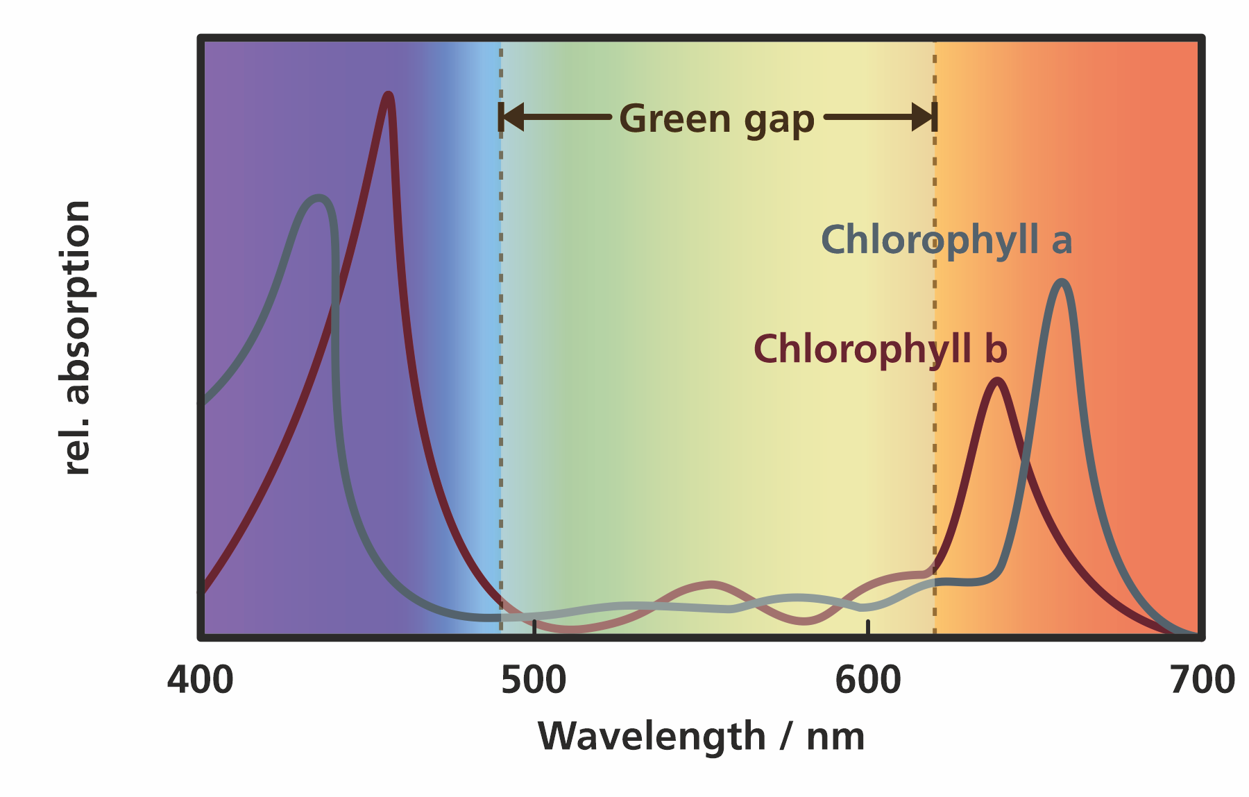 Green gap: Absorption spectrum of chlorophyll